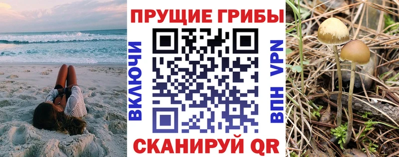 Галлюциногенные грибы Psilocybine cubensis  Себеж 